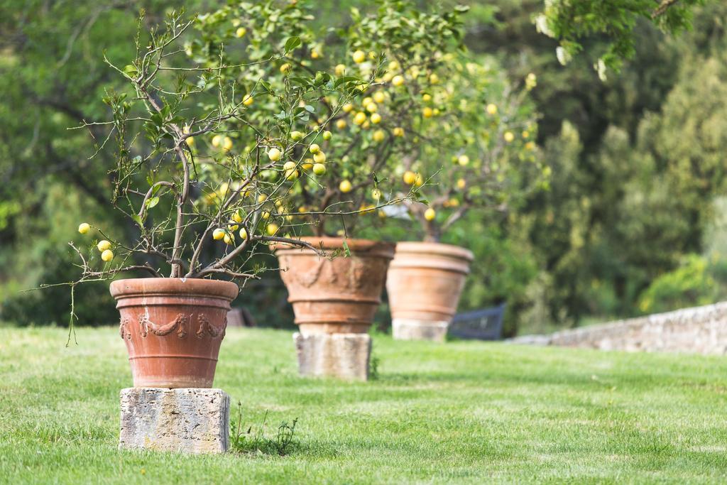 Agriturismo Villa Buoninsegna Rapolano Terme Exterior photo
